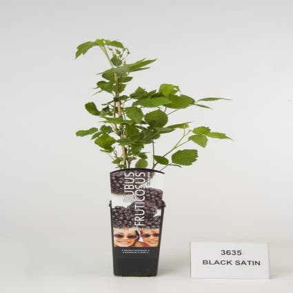 Braam (Rubus fruticosus 'Black Satin')