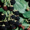 Braam (doornloos) (Rubus fruticosus 'Thornfree')