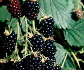 Braam (doornloos) (Rubus fruticosus 'Thornfree')