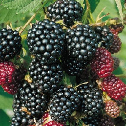 Doornloze Braam (Rubus fruticosa 'Thornless Evergreen')