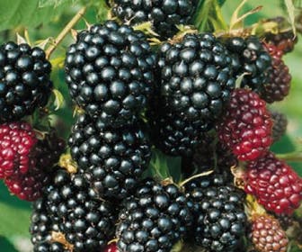 Braam (Rubus fruticosa 'Thornless Evergreen')