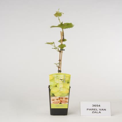 Witte druif (Vitis 'Parel van Zala')