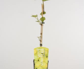 Witte druif (Vitis 'Parel van Zala')