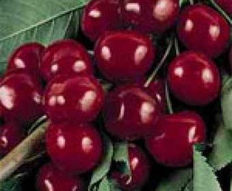 Lei-Kers (Prunus avium 'Bigarreau Burlat')