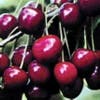 Kersenboom (Prunus avium 'Dubbele Meikers')