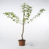 Kersenboom (Prunus avium 'Merchant')