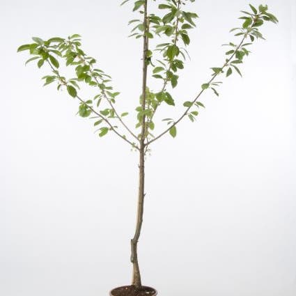 Kersenboom (Prunus avium 'Mechant')