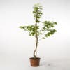 Kersenboom (Prunus avium 'Viola')