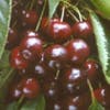 Kersenboom (Prunus avium 'Varikse Zwarte')