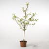 Zure kers (Prunus cerasus 'Morel')