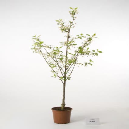 Kersenboom (Prunus avium 'Morel')