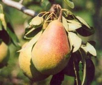 Perenboom (Pyrus communis 'Clapp's Favourite')