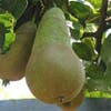 Perenboom (Pyrus communis 'Conference')