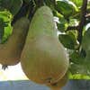 Lei-peer (Pyrus communis 'Conference')