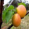 Abrikozenboom (Prunus armeniaca 'Tros Oranje')