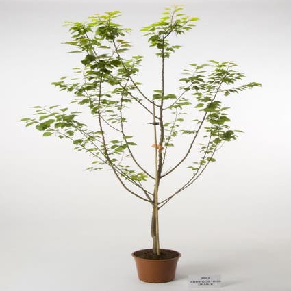 Prunus armeniaca 'Tros Oranje' (abrikozenboom)