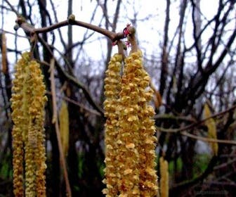 Hazelaar/Hazelnoot (Corylus avellana 'Webb's Prize Cob')