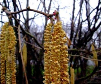 Hazelaar/Hazelnoot (Corylus avellana 'Webb's Prize Cob')