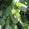 Hazelaar/Hazelnoot (Corylus avellana 'Halle'sche Riesen')