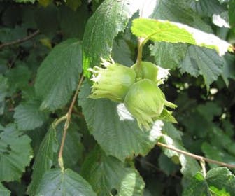 Hazelaar/Hazelnoot (Corylus avellana 'Halle'sche Riesen')