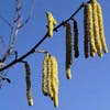 Hazelaar/Hazelnoot (Corylus avellana 'Cosford')