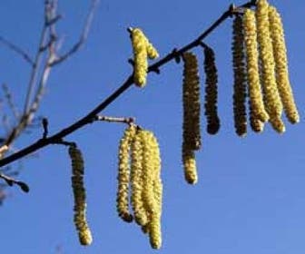 Hazelaar/Hazelnoot (Corylus avellana 'Cosford')