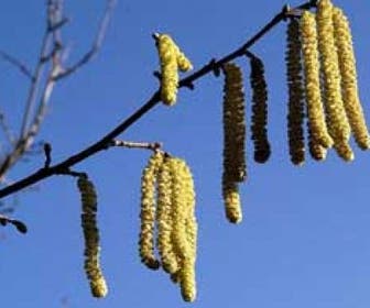 Hazelaar/Hazelnoot (Corylus avellana 'Cosford')