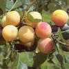 Pruimenboom (Prunus domestica 'Mirabelle de Nancy')