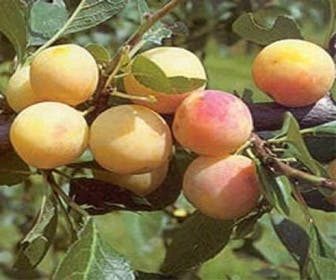 Pruimenboom (Prunus domestica 'Mirabelle de Nancy')