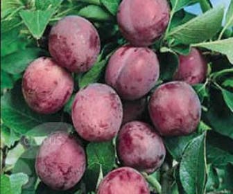 Pruimenboom (Prunus domestica 'Opal')