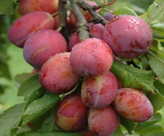 Pruimenboom (Prunus domestica 'Victoria')
