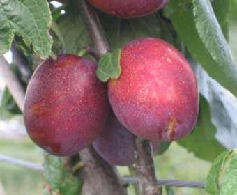 Pruimenboom (Prunus domestica 'Jubileum')