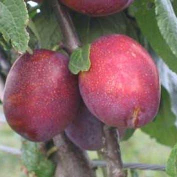 Leipruim Prunus Domestica Opal Kopen (Zelfbestuivende Pruimenboom Leipruim Prunus Domestica Opal Kopen (Zelfbestuivende Pruimenboom