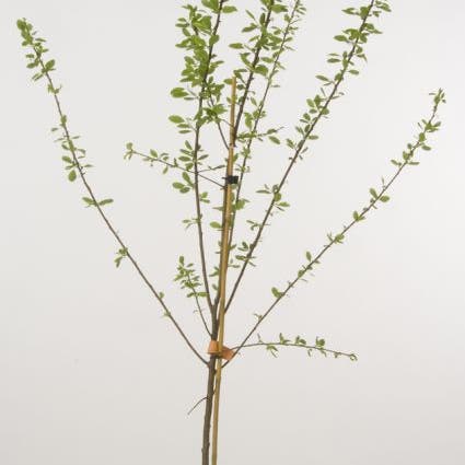 Pruimenboom (Prunus domestica 'Jubileum')