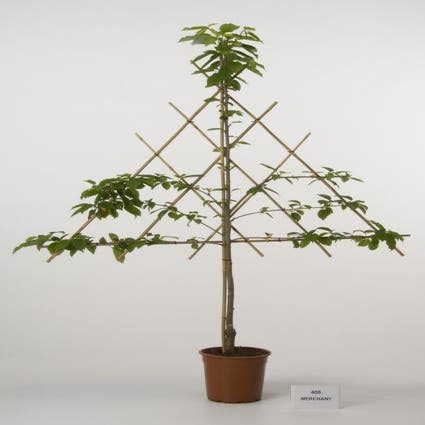 Lei-Kers (Prunus avium 'Merchant')