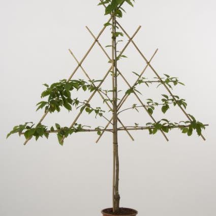 Lei-Kers (Prunus avium 'Merchant')