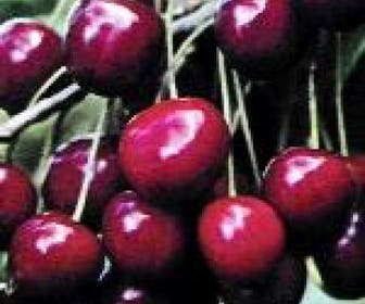 Lei-Kers (Prunus avium 'Dubbele Meikers')