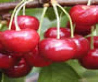 Lei-Kers (Prunus avium 'Regina')