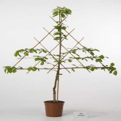 Lei-Kers (Prunus avium 'Regina')