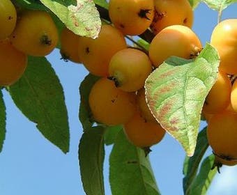 Sierappel op stam (Malus 'Golden Hornet')