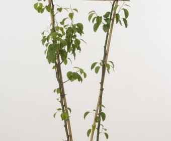 Duo-peer (Conference/Doyenne)