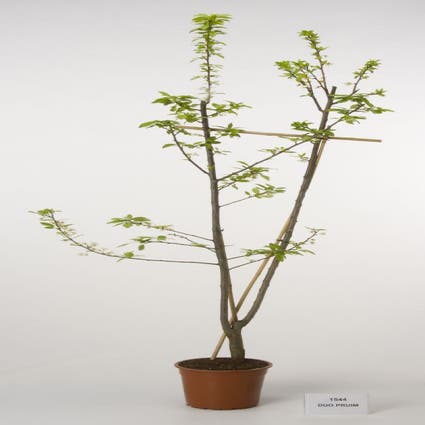 Duo-pruim (R.C.d\'Ouillins/Opal)