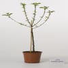 Dwerg-appel (Malus domestica (dwergappel))