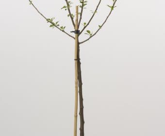 Dwerg-appel (Malus domestica (dwergappel))