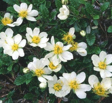 Dryas suendermannii