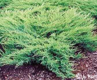 Jeneverbes (Juniperus media 'Pfitzeriana Glauca')