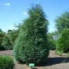 Jeneverbes (Juniperus virginiana 'Glauca')