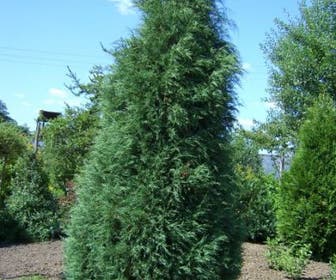 Jeneverbes (Juniperus virginiana 'Glauca')