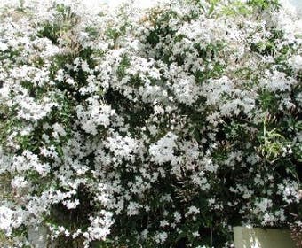 Jasmijn (Jasminum officinale)