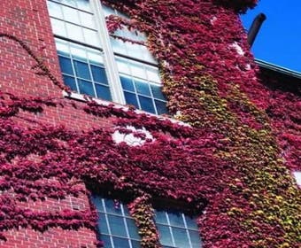 Wilde wingerd (Parthenocissus tricuspidata 'Veitch Boskoop')